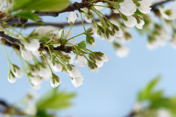 花のつぼみ3　すもも　画像　無料写真素材　フリー写真素材 