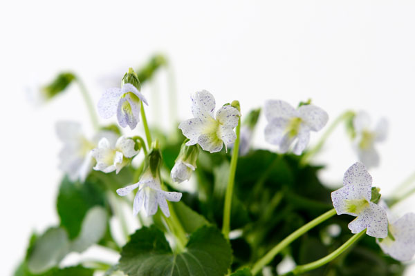 スミレの花