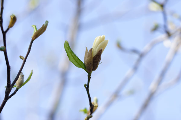 花のつぼみ1　花木　コブシ　画像　無料写真素材　   