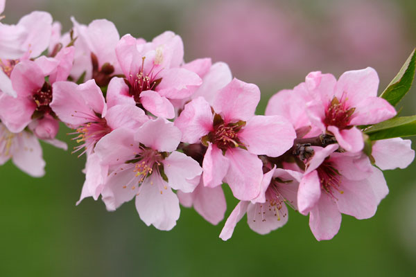 モモの花 画像1 フリー写真素材　