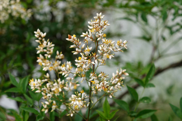南天の花 画像 無料写真素材 フリー写真素材