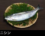 ニシン