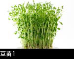 豆苗1
