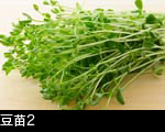 豆苗2