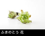 ふきのとう