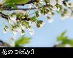 花のつぼみ3