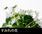 すみれの花