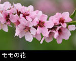 モモの花1