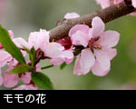 モモの花2