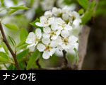 ナシの花