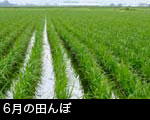 6月の田んぼ
