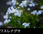 ワスレナグサ
