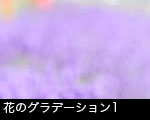 花のグラデーション1