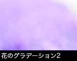 花のグラデーション2
