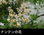 ナンテンの花