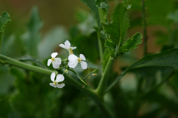 大根の花 画像 フリー写真素材 無料写真素材