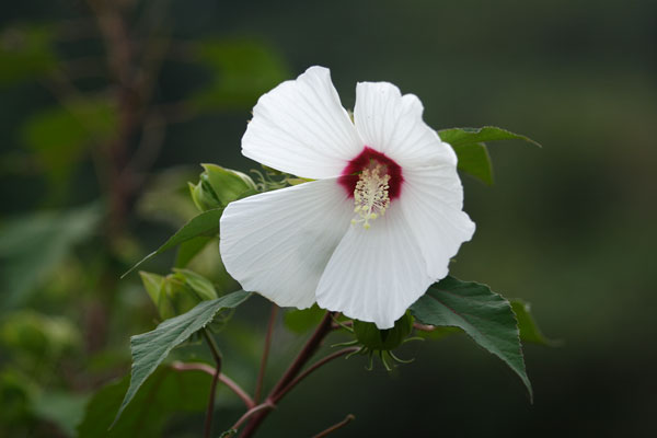 芙蓉（フヨウ） 花 画像 8月9月10月 秋 無料写真素材 フリー写真素材　
