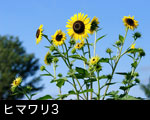 ヒマワリ3