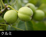 クルミ