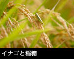 イナゴと稲穂