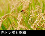赤トンボと稲穂