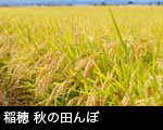 稲穂 秋の田んぼ