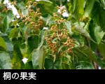 桐の果実