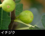 イチジク