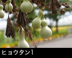 ヒョウタン1