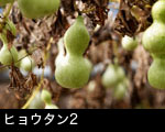 ヒョウタン2
