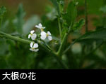 大根の花
