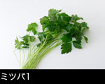 ミツバ1