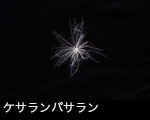 ケサランパサラン