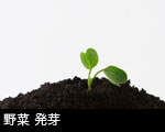 野菜 発芽