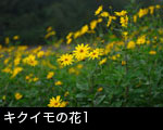 キクイモの花1