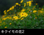 キクイモの花2 