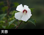 芙蓉