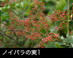 ノイバラの実1
