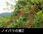 ノイバラの実2