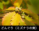 ミズナラの実1