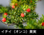 イチイ（オンコ）果実