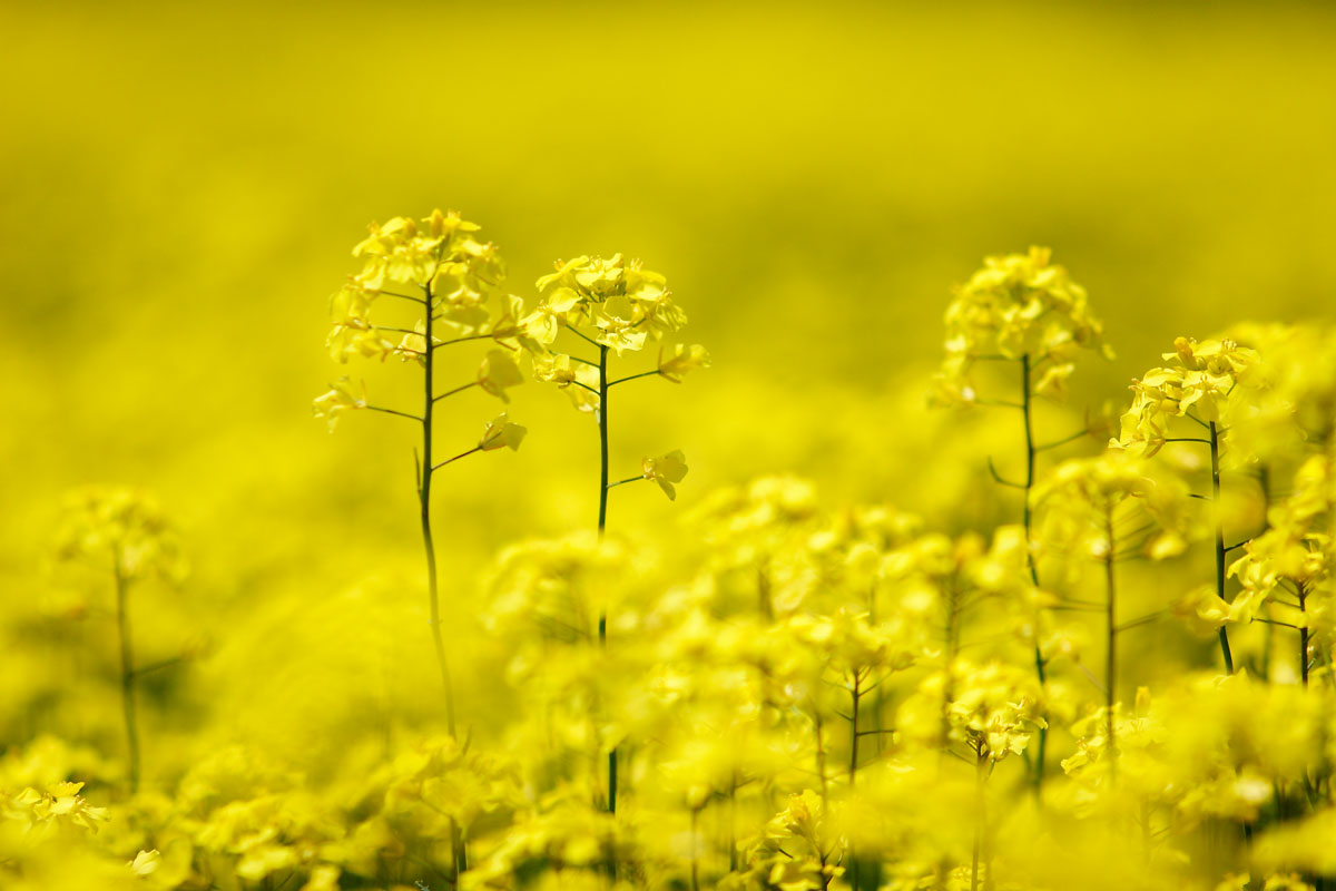 h64l-6975　菜の花