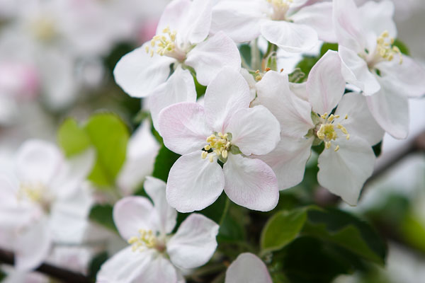 リンゴの花 画像2 フリー写真素材
