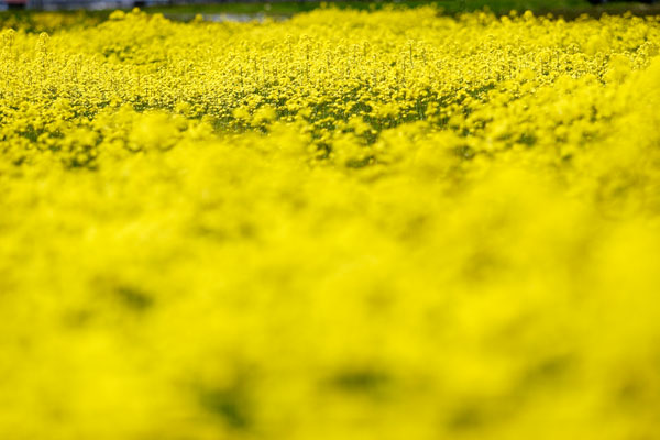 菜の花 画像2 フリー写真素材