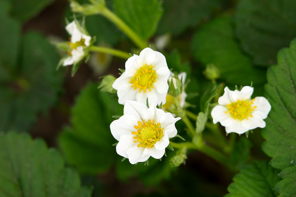 イチゴの花 画像 フリー写真素材 無料写真素材