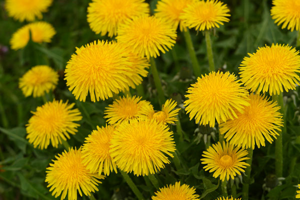 タンポポ 花 画像1 無料写真素材