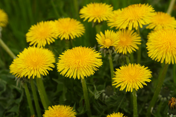 タンポポ 花 画像2 フリー写真素材