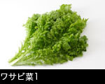 ワサビ菜1
