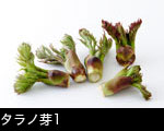 タラノ芽1