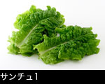 サンチュ1